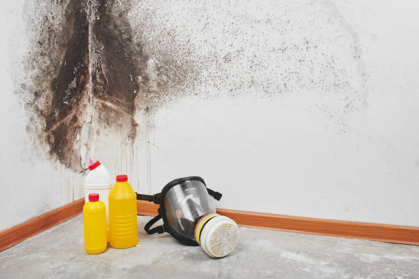 Best Bathroom Mold Remediation in Cleona, PA
